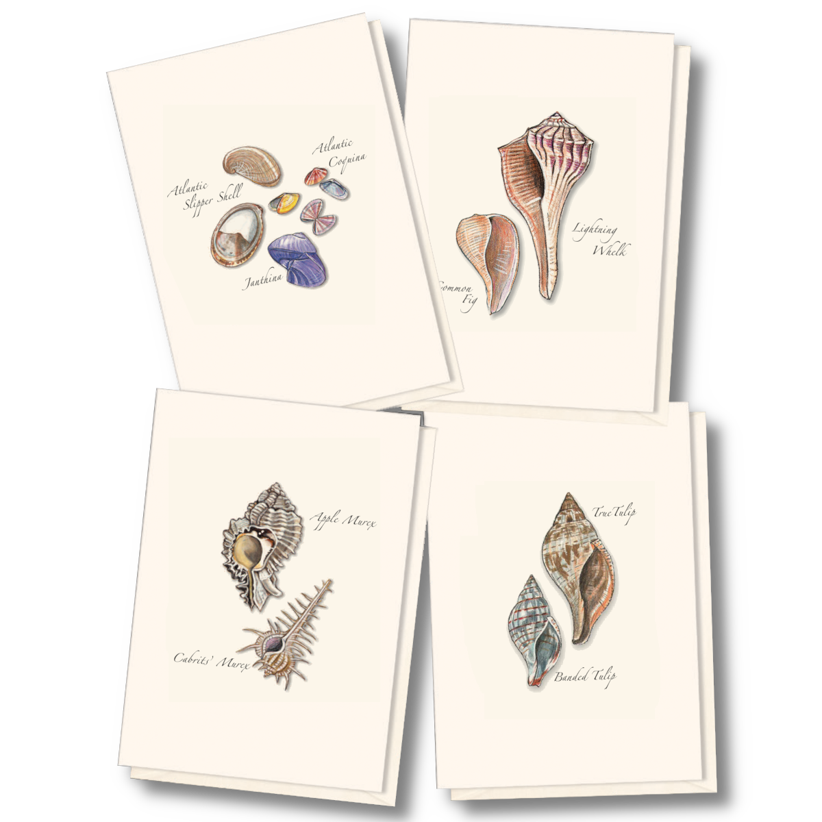 Illustrated Notecard Set