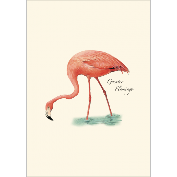 Illustrated Notecard Set