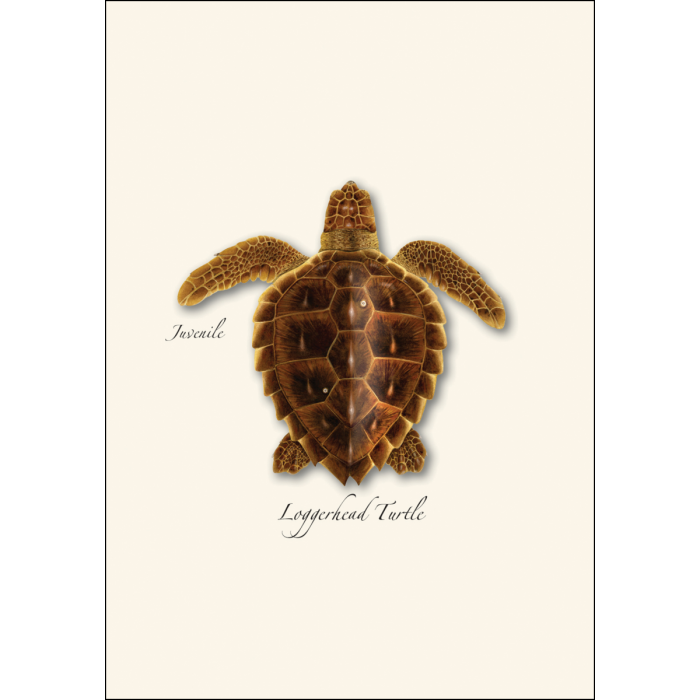Illustrated Notecard Set