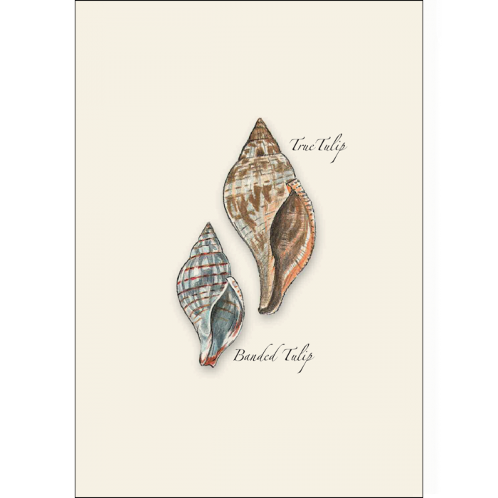 Illustrated Notecard Set