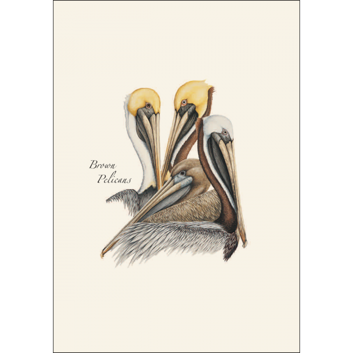 Illustrated Notecard Set