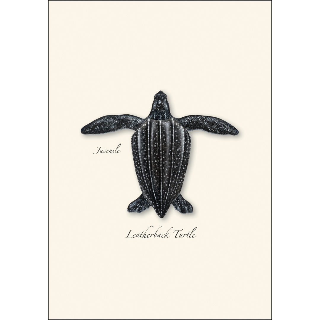 Illustrated Notecard Set