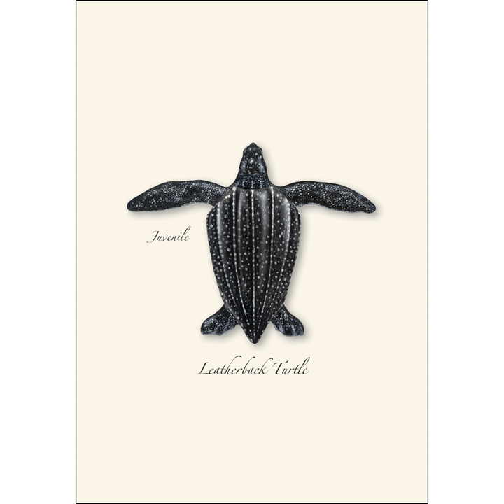 Illustrated Notecard Set