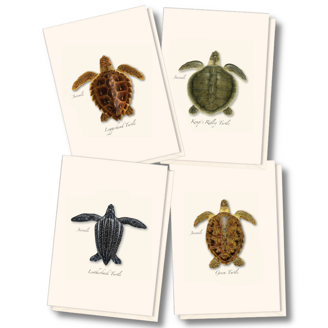 Illustrated Notecard Set