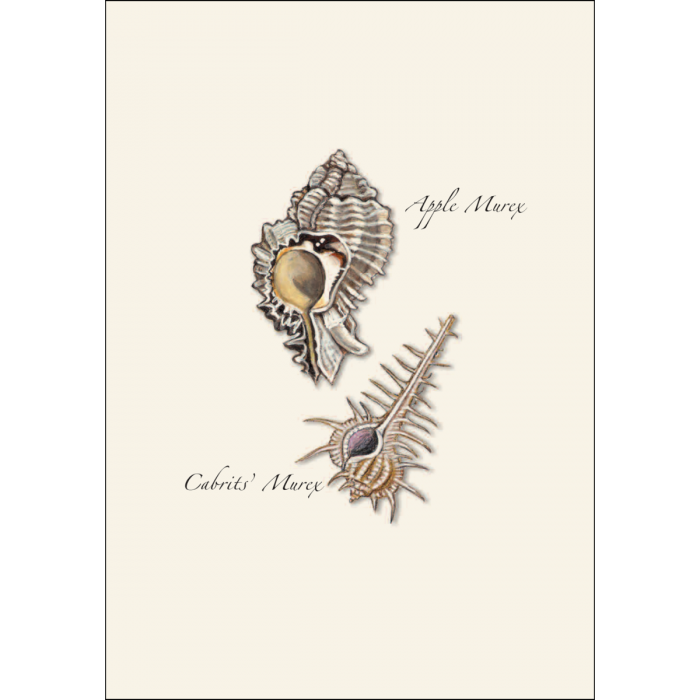 Illustrated Notecard Set