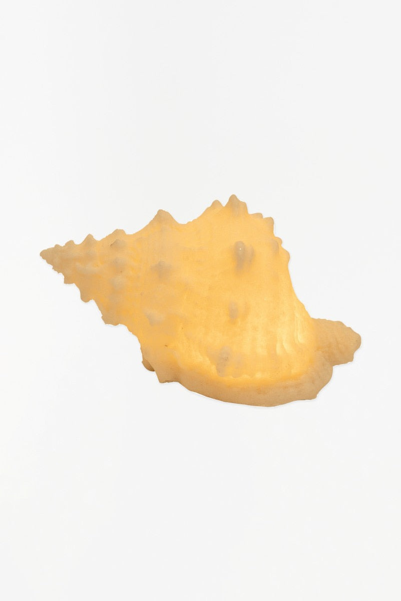 Sea Life Night Light Collection