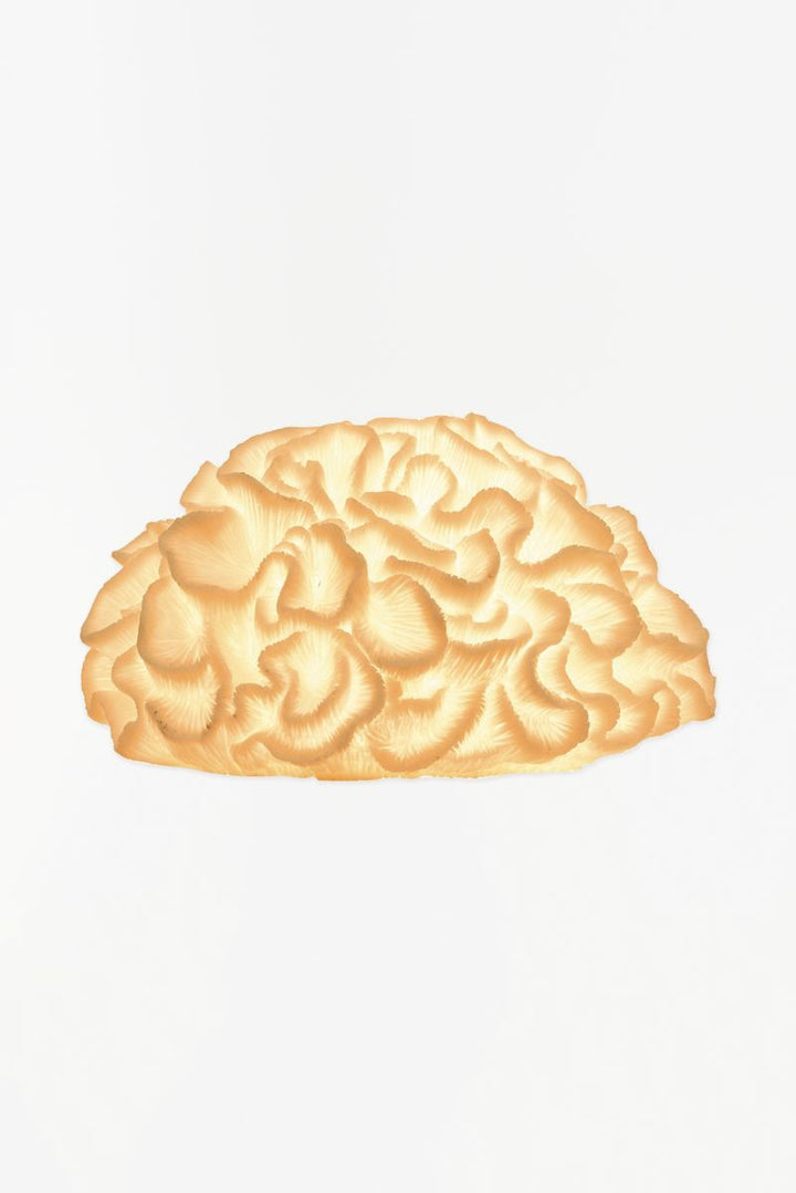 Sea Life Lamp Collection