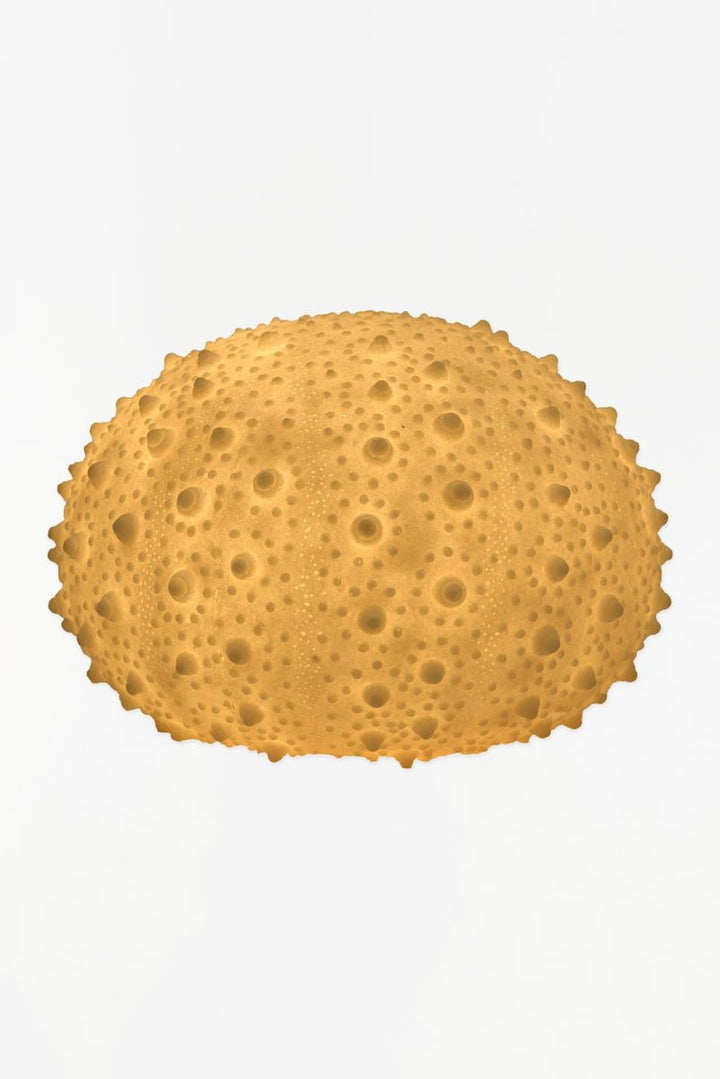 Sea Life Lamp Collection