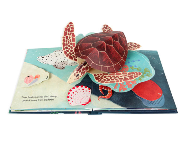 Shells: A Summer Pop-up book