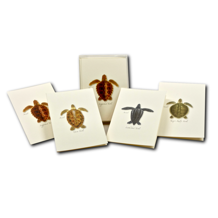 Illustrated Notecard Set