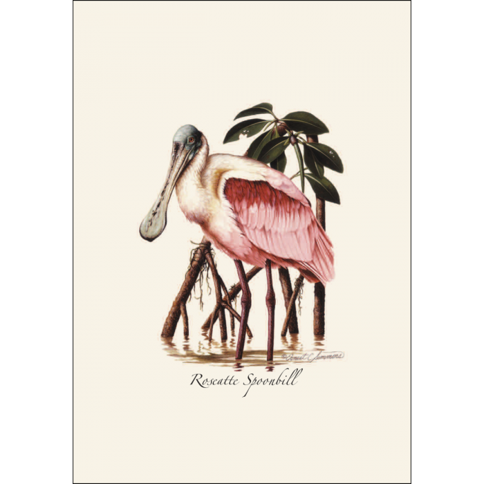 Illustrated Notecard Set