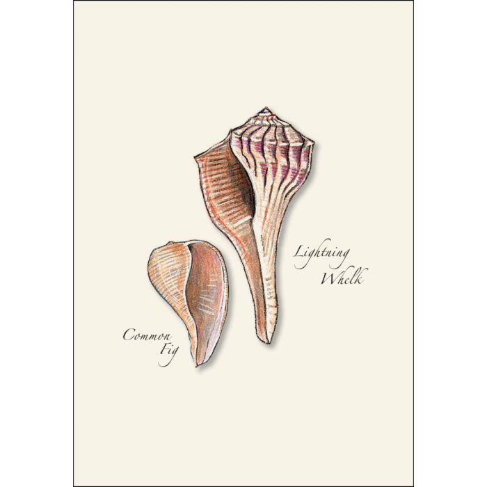 Illustrated Notecard Set