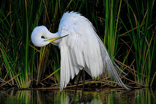 RJ Wiley 24x36 Egret in the Reeds 8558A