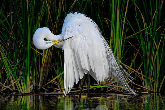 RJ Wiley 24x36 Egret in the Reeds 8558A