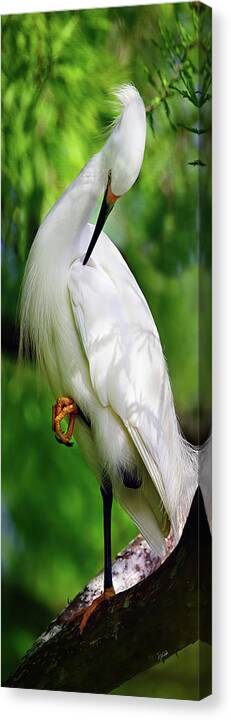 RJ Wiley 16x48 Snowy Egret 6492A